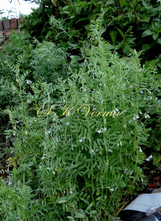  Plants